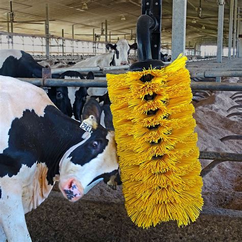 Not only does this improve the cows’ quality of life, it makes it less likely that the cows will scratch themselves against interior walls, which can cause accidents and injury and even lead to clinical. . Street sweeper brush for livestock